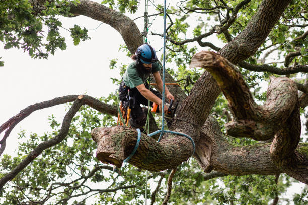 Reliable Ridgefield, WA Tree Care Solutions