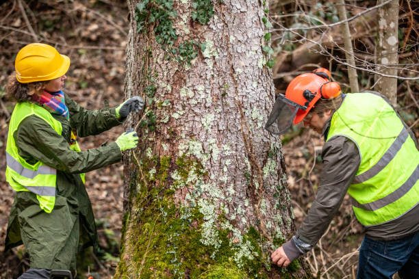 How Our Tree Care Process Works  in  Ridgefield, WA