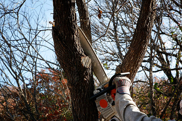 Best Tree Risk Assessment  in Ridgefield, WA