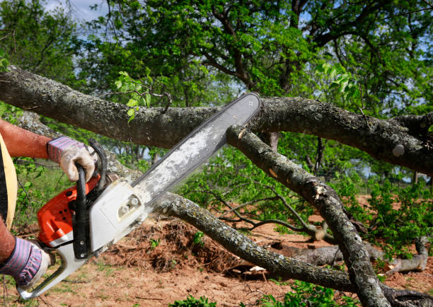 Best Storm Damage Tree Cleanup  in Ridgefield, WA